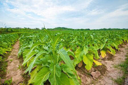 Tobacco leaves still growing in the fieldの写真素材