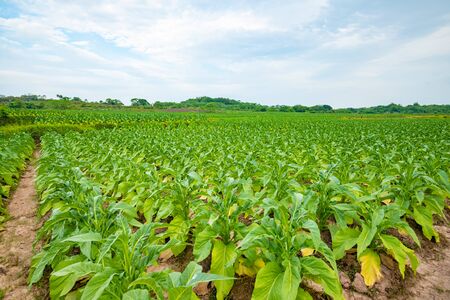 Tobacco leaves still growing in the fieldの写真素材