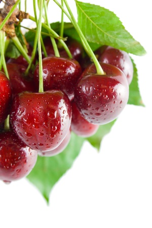 Cherries. Bunch of fresh ripe cherries close-up with leaves and stems isolated on white background.の写真素材