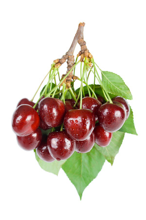Bunch of fresh ripe wet cherries close-up with leaves and stems isolated on white background.の写真素材