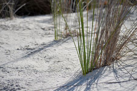 marram grass on beach with long shadowsの写真素材