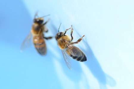 bees on light blue surfaceの写真素材
