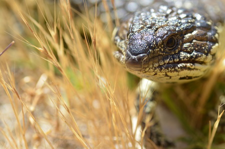 Australian shingle back sleepy lizard in dry grassの写真素材
