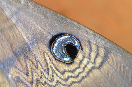 moth wing close up with eye markingの写真素材