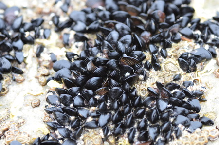 Baby mussel clump bank on light stone out of waterの写真素材