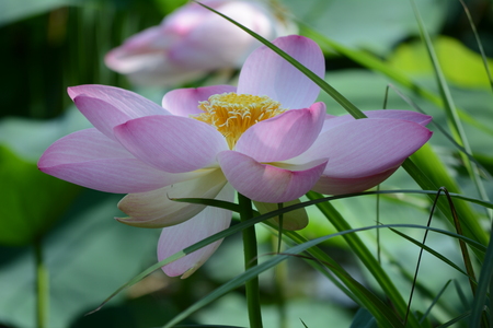 Newly opened lotus flower withe reeves on background of leavesの写真素材