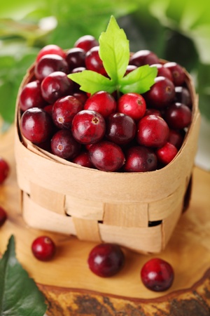Fresh cranberries in wooden basket with green leaves.の写真素材