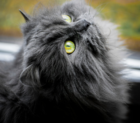 The Persian Catの写真素材