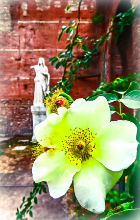 The Flower of the Vestal Virgin  Roman Forum  Rome Italyの写真素材