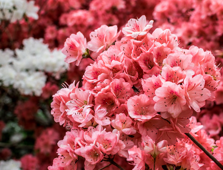 New York City Central Park Cherry Blossomsの写真素材