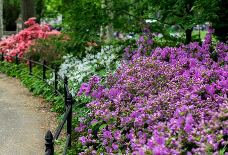 New York City Central Park Spring Flowersの写真素材
