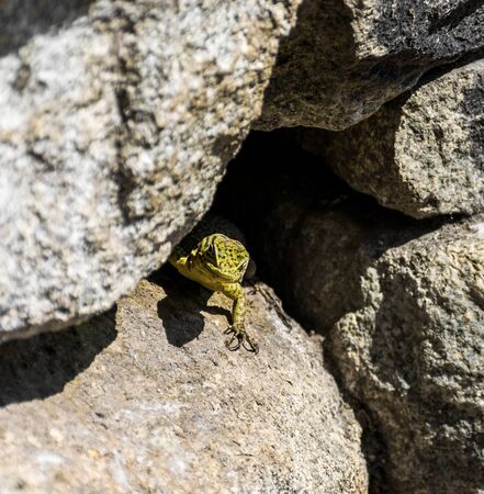 Lizard at the Inca site of Machu Picchu in Peru.の写真素材