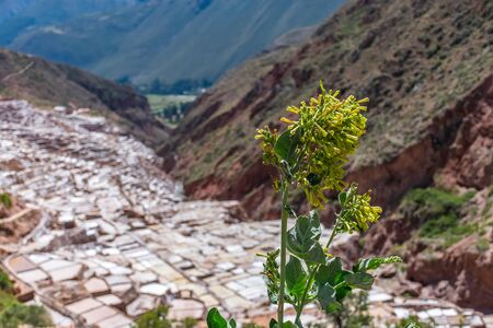 The ancient salt mines of Maras, Peru.の写真素材