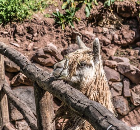 Awanacancha Textile site's llamas in Peru outside of Cusco.の写真素材