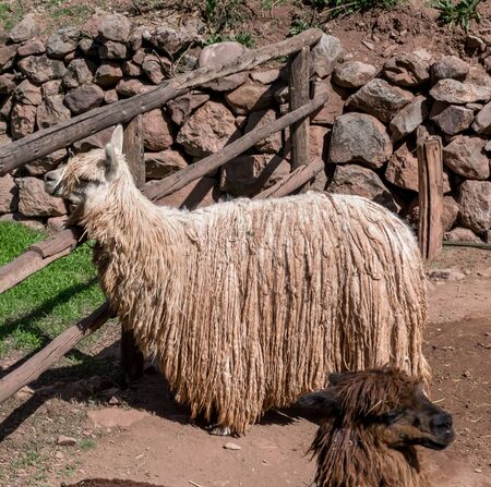 Awanacancha Textile site's llamas in Peru outside of Cusco.の写真素材