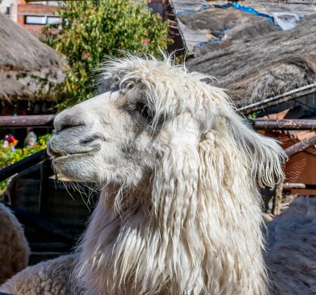 Llama at a textile market in Chinchero, Peru.の写真素材