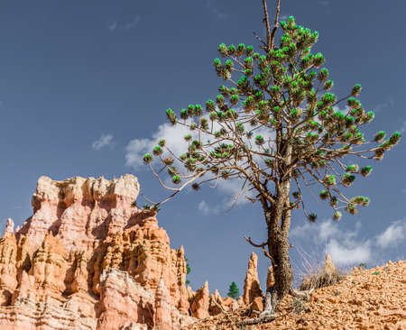 Bryce Canyon National Park Queen's Garden Trail Hoodoos Rock Formationsの写真素材