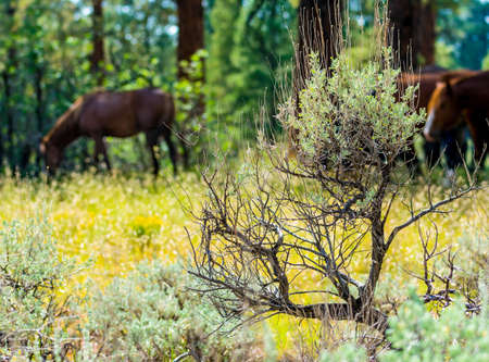 Wild Horses at South Rim Grand Canyon National Parkの写真素材