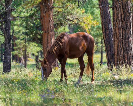 Wild Horses at South Rim Grand Canyon National Parkの写真素材