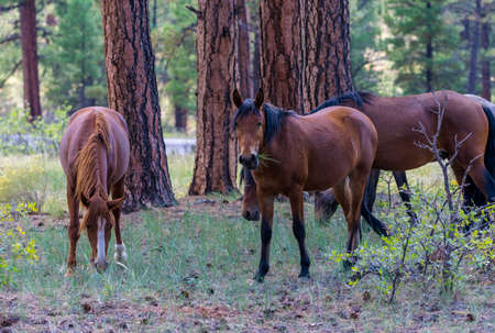 Wild Horses at South Rim Grand Canyon National Parkの写真素材
