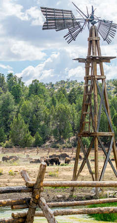 Bison Outside of Zion National Parkの写真素材