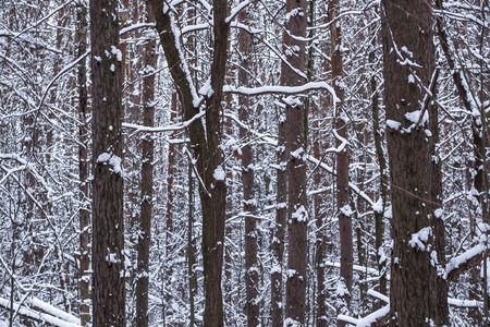 Tree trunks in winter forestの写真素材