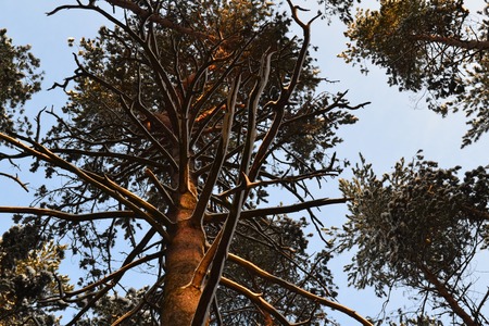Winter pine forest,tree branches in snow,tops of the treesの写真素材