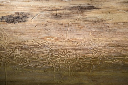 Traces of the pest beetle pest on the trunk of a dried treeの写真素材