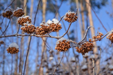 A branch of dry grass is covered with snow.の写真素材