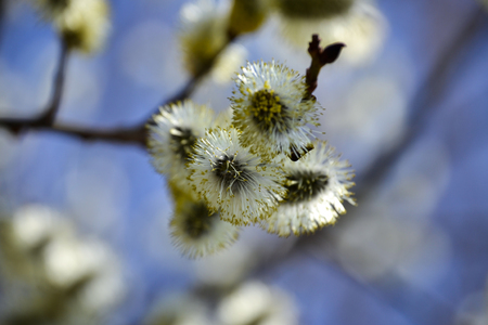 Flowering willow. Flowering pussy willow branch on natural blue blurred background close-up.の写真素材