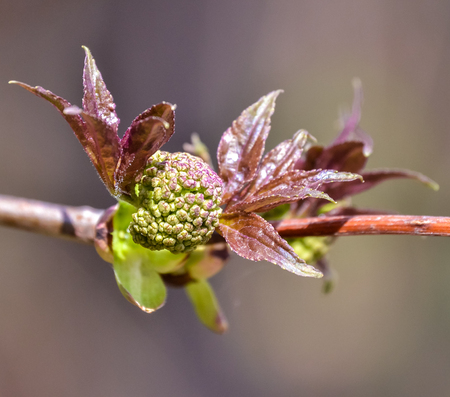 Bordeaux young leaves on bush branch close-up.の写真素材