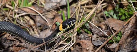 The non-poisonous snake in the grass close upの写真素材