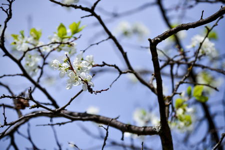 White flowers blossoming cherry on a spring day against a blue skyの写真素材