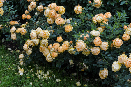 bush with many yellow roses Garden plantsの写真素材