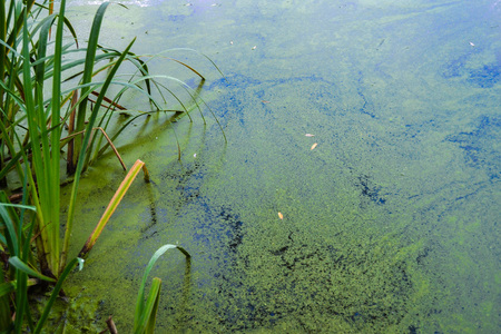 The lake, overgrown with green duckweed.