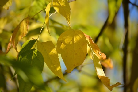 Lovely light and shadow on the yellow and green leaves on the branch. Autumn sunny day. Light and...