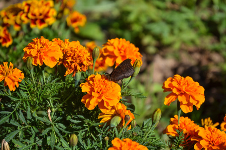 round, bright orange flowers Marigoldsの写真素材
