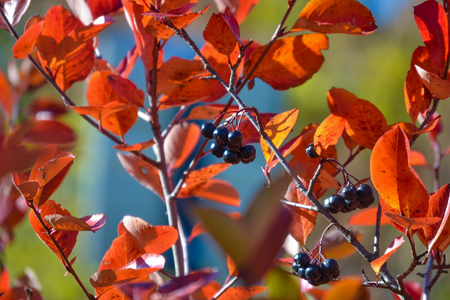 Black chokeberry (Aronia melanocarpa). Red leaves against the blue sky. Autumn sunny day.の写真素材