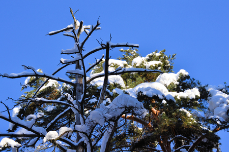 Tall pine tree covered with snow. Winter day.の写真素材