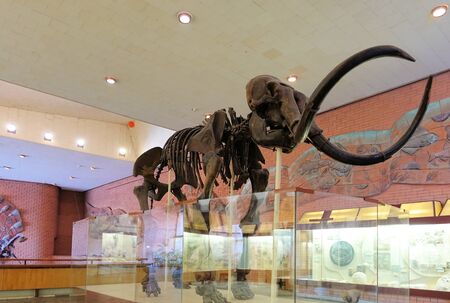 December 01, 2018 Russia, Moscow. Museum of Paleontology. Mammoth skeletonのeditorial素材