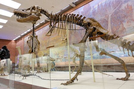 Skeleton predatory carnivorous dinosaur Tyrannosaurus. Paleontological Museum Moscow 2018 December 01のeditorial素材