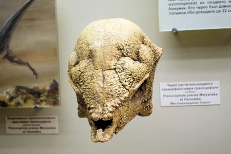 Dinosaur skull. Bones of an Ancient Fossil Animal. Paleontological Museum Moscow 2018 December 01のeditorial素材