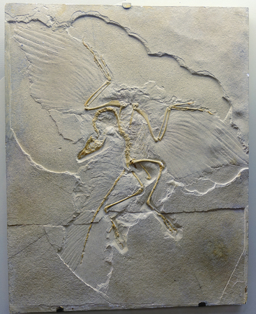 Imprint of Archeopteryx fossils. Fossil flying dinosaurの写真素材