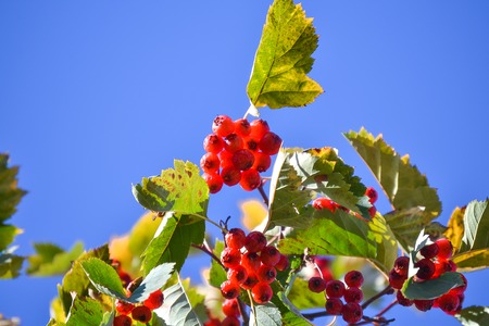 Branches with red hawthorn berries against blue sky.の写真素材