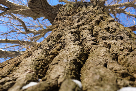 Tree trunk, view from below. Nature in winter seasonの写真素材