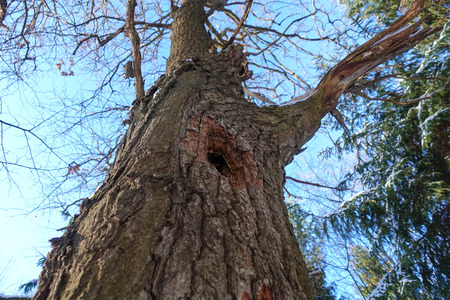 Hollow in a tree trunk. Bottom view. Barrel without leaves. Winter.