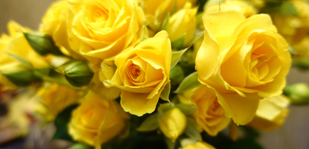 Fresh yellow roses bouquet flower backgroundの写真素材