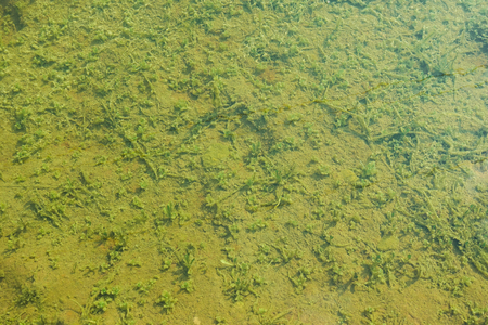 Shallow freshwater pond with green algae at the bottom. Natural green background.