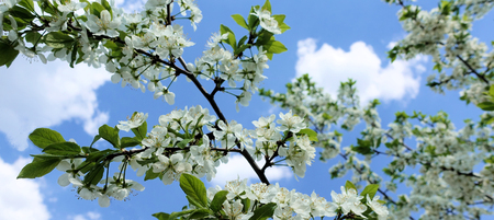 Flowers of the cherry blossoms on a spring day