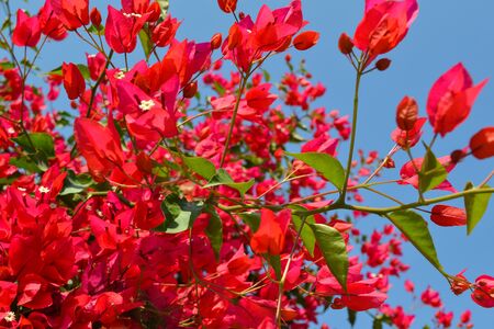 Red bougainvillea blooms in Turkey. Floral background.